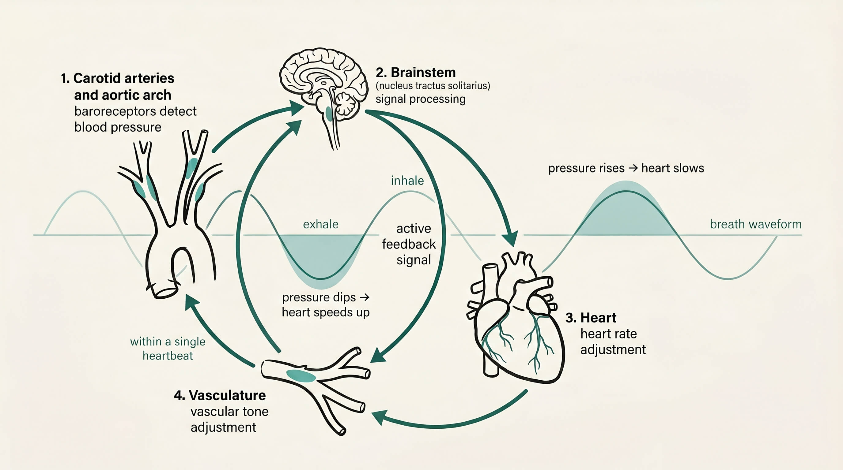 Diagram of the baroreflex feedback loop. Baroreceptors in the carotid arteries and aortic arch detect blood pressure. The brainstem processes the signal and adjusts heart rate and vascular tone in parallel. The loop closes within a single heartbeat. A breath waveform shows how exhale-driven pressure dips speed the heart up and inhale-driven pressure rises slow it down.