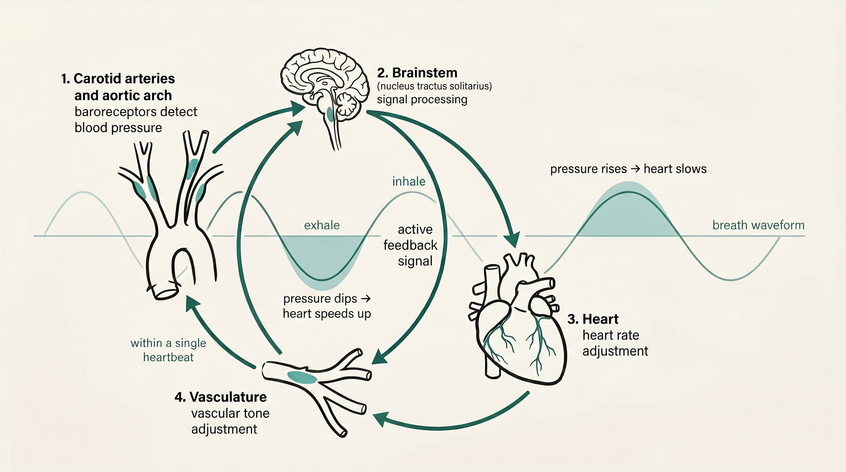 Diagram of the baroreflex feedback loop. Baroreceptors in the carotid arteries and aortic arch detect blood pressure. The brainstem processes the signal and adjusts heart rate and vascular tone in parallel. The loop closes within a single heartbeat. A breath waveform shows how exhale-driven pressure dips speed the heart up and inhale-driven pressure rises slow it down.